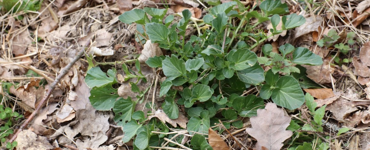 Junge Winterkresse wächst zwischen Laub und Erde am Waldboden.