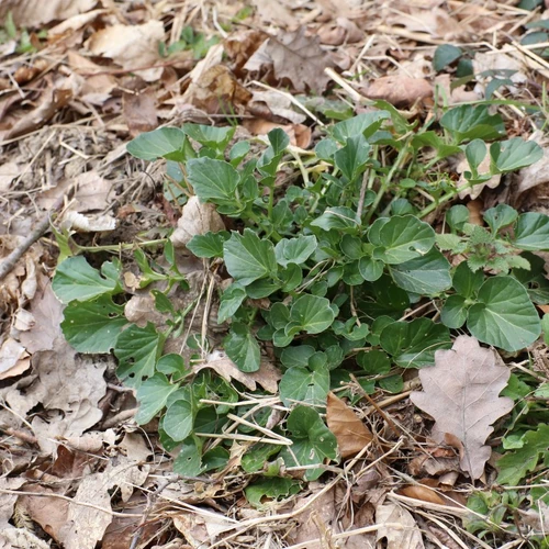 Junge Winterkresse wächst zwischen Laub und Erde am Waldboden.