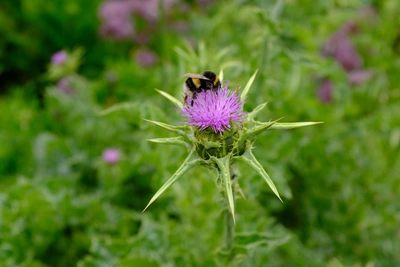 Eine violette Mariendistelblüte mit langen, spitzen grünen Blättern steht inmitten grüner Vegetation. Eine Hummel sitzt auf der Blüte und sammelt Nektar. Der Hintergrund ist unscharf, mit weiteren lila Blüten im Grün der Wiese.