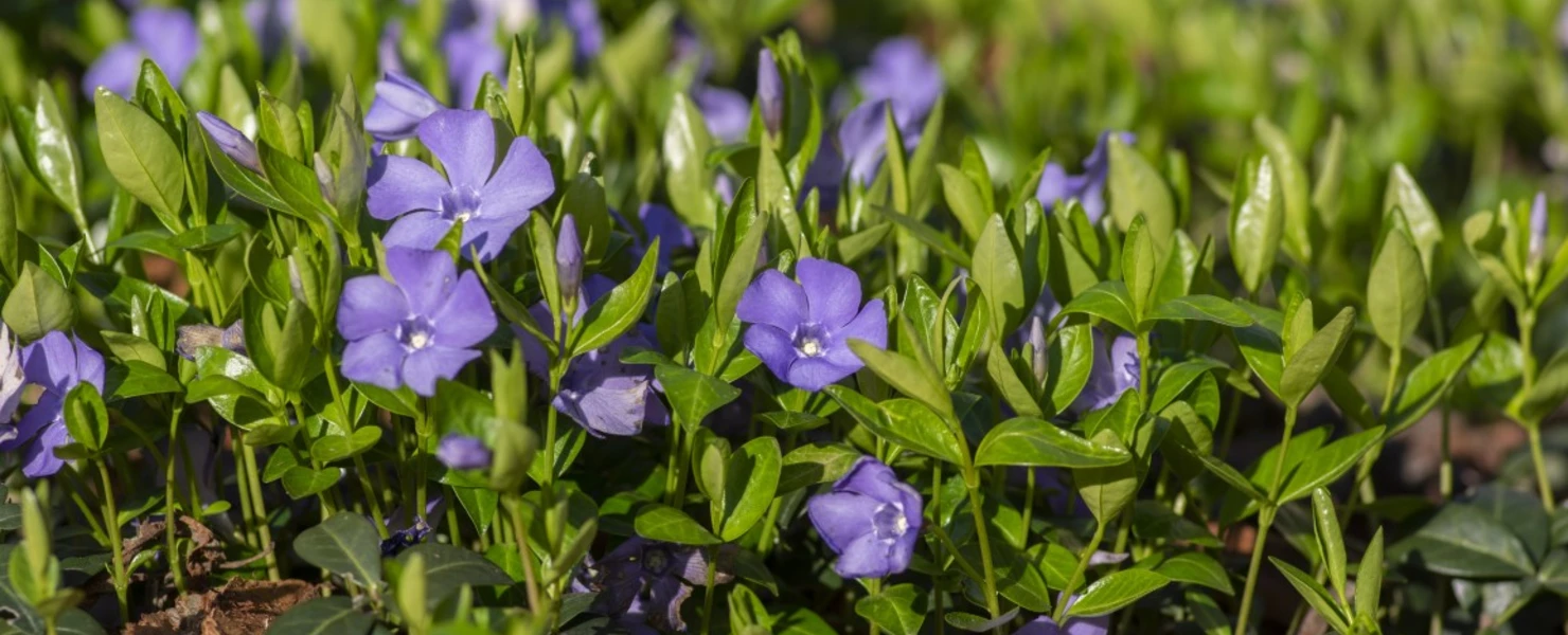 Blühendes Kleines Immergrün (Vinca minor) mit zahlreichen violett-blauen Blüten und glänzend grünem Laub als dichter Bodendecker.