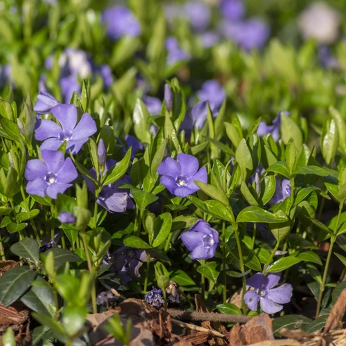 Blühendes Kleines Immergrün (Vinca minor) mit zahlreichen violett-blauen Blüten und glänzend grünem Laub als dichter Bodendecker.