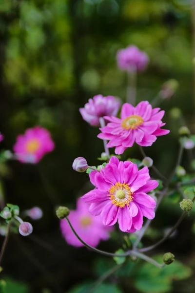 Nahaufnahme einer pinkfarbenen Anemone 'Emmy Deep Rose' mit gelben Staubgefäßen.