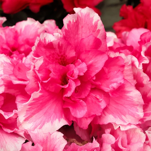 Das Bild zeigt eine Gruppe von Azaleen mit lebhaft rosa, gerüschten Blüten, die dicht an dicht in voller Blüte stehen.