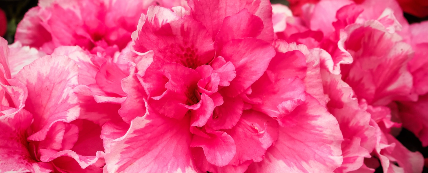 Das Bild zeigt eine Gruppe von Azaleen mit lebhaft rosa, gerüschten Blüten, die dicht an dicht in voller Blüte stehen.