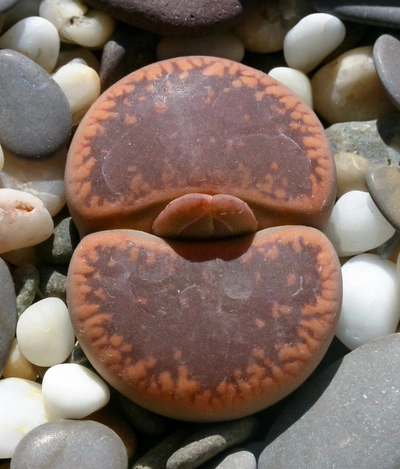 Nahaufnahme einer einzelnen Lithops-Pflanze mit braunen und rötlichen Mustern auf der Oberfläche, umgeben von kleinen, glatten Steinen in verschiedenen Farben