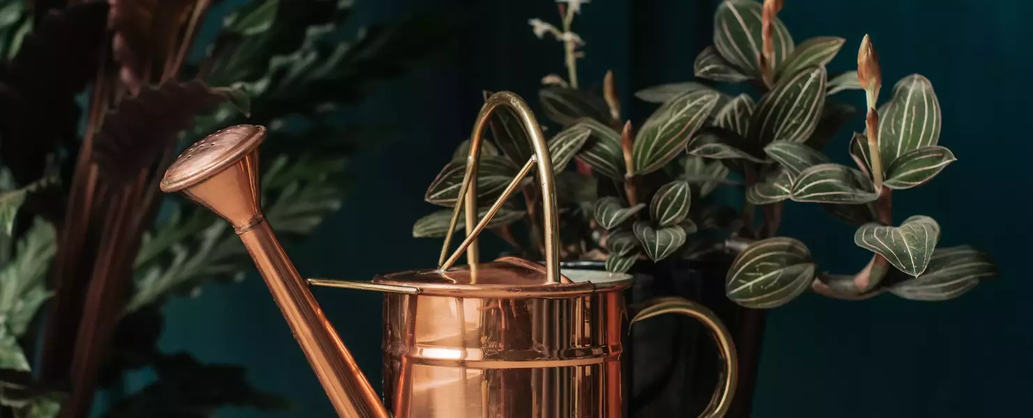 Eine glänzende Kupfer-Gießkanne steht auf einem kleinen Holztisch, umgeben von einer Calathea-Pflanze und einer Juwelorchidee in einem dunklen, elegant eingerichteten Raum