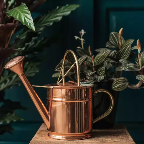 Eine glänzende Kupfer-Gießkanne steht auf einem kleinen Holztisch, umgeben von einer Calathea-Pflanze und einer Juwelorchidee in einem dunklen, elegant eingerichteten Raum