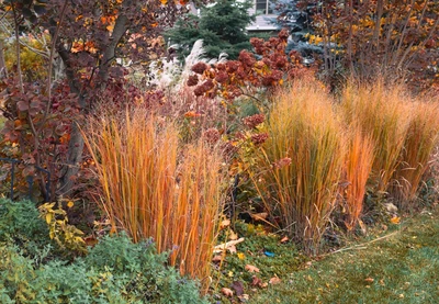 Herbstfärbung des Säulengrases Panicum virgatum 'Nordwind' mit intensiven Orange- und Rottönen in einem herbstlichen Staudenbeet.