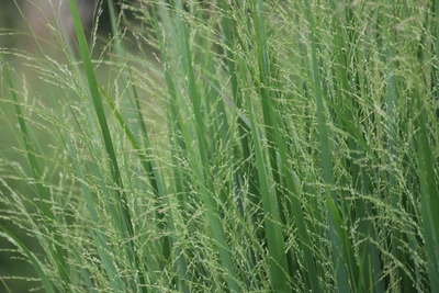 Nahaufnahme von Panicum virgatum 'Nordwind' mit zarten grünen Halmen und feinen Blütenrispen.
