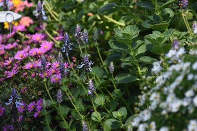 Ein Gartenbeet mit der „Verpiss-dich“-Pflanze, deren grüne, leicht behaarte Blätter zwischen violetten und pinken Blüten anderer Pflanzen wachsen. Der Hintergrund zeigt eine dichte, blühende Bepflanzung.