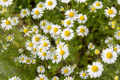 Echte Kamille (Matricaria chamomilla) in voller Blüte, mit weißen Blütenblättern und gelben Köpfen, die in einem Feld oder einer Wiese wachsen. Die Blumen sind dicht beieinander und verbreiten eine frische, natürliche Atmosphäre.
