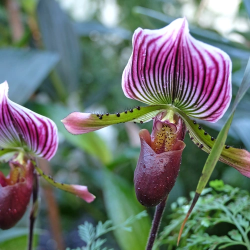 Zwei Frauenschuh-Orchideen mit lila-grünen Blüten, im Hintergrund Blätter von anderen Pflanzen 