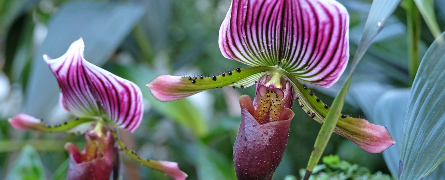 Zwei Frauenschuh-Orchideen mit lila-grünen Blüten, im Hintergrund Blätter von anderen Pflanzen 