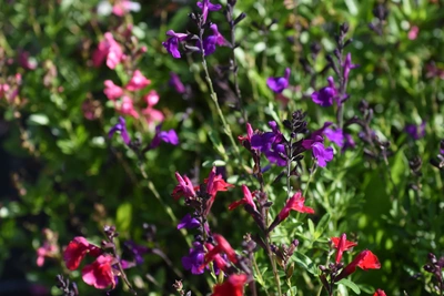 Eine Blüten-Salbei (Salvia splendens) Pflanze mit bunten Blüten in Rot- und Violetttönen. Die Blüten sind lebendig und die Pflanze wächst üppig, mit vielen Blüten, die sich in verschiedene Richtungen erstrecken und eine attraktive, farbenfrohe Szenerie schaffen.