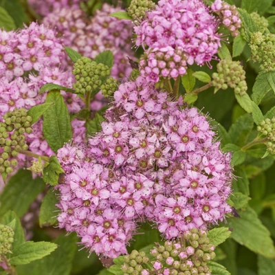 Nahaufnahme der rosa Blütendolden der Sommerspiere (Spiraea japonica) mit Knospen und geöffneten Blüten.