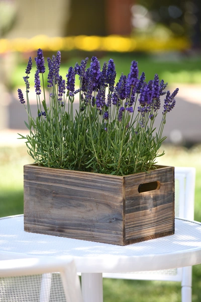Lavendel mit tiefvioletten Blüten wächst üppig in einer rustikalen Holzkiste auf einem weißen Gartentisch. Im Hintergrund sind eine unscharfe Gartenlandschaft und gelb blühende Pflanzen zu sehen, die eine warme, sommerliche Atmosphäre erzeugen.