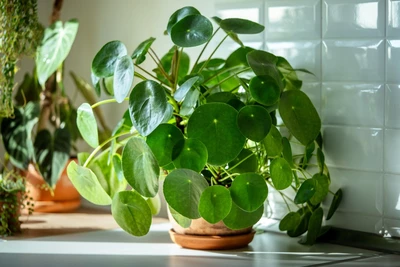 Ufopflanze (Pilea peperomioides) in Tontopf auf Fensterbank