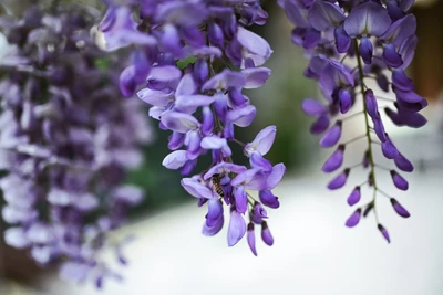 Nahaufnahme einer violettblauen Wisteria-Blütentraube mit Biene beim Sammeln von Nektar.