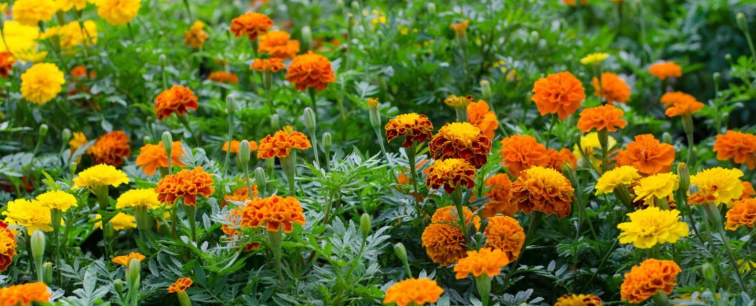 Leuchtend gelbe und orangefarbene Studentenblumen (Tagetes) in voller Blüte, dicht an dicht in einem sommerlichen Gartenbeet.