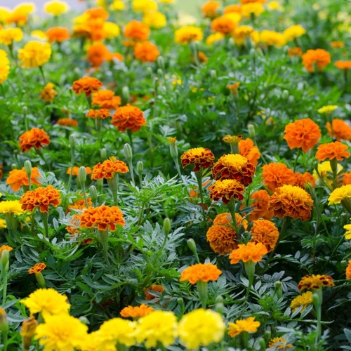 Leuchtend gelbe und orangefarbene Studentenblumen (Tagetes) in voller Blüte, dicht an dicht in einem sommerlichen Gartenbeet.