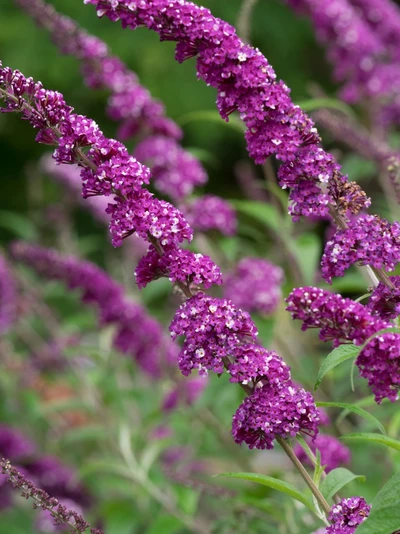 Nahaufnahme der zweifarbigen Blüten des Buddleja 'Berries and Cream' in Violett und Weiß.