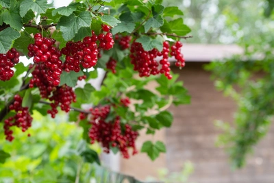 Ein Johannisbeerstrauch mit vielen roten Fruchttrauben im Garten.