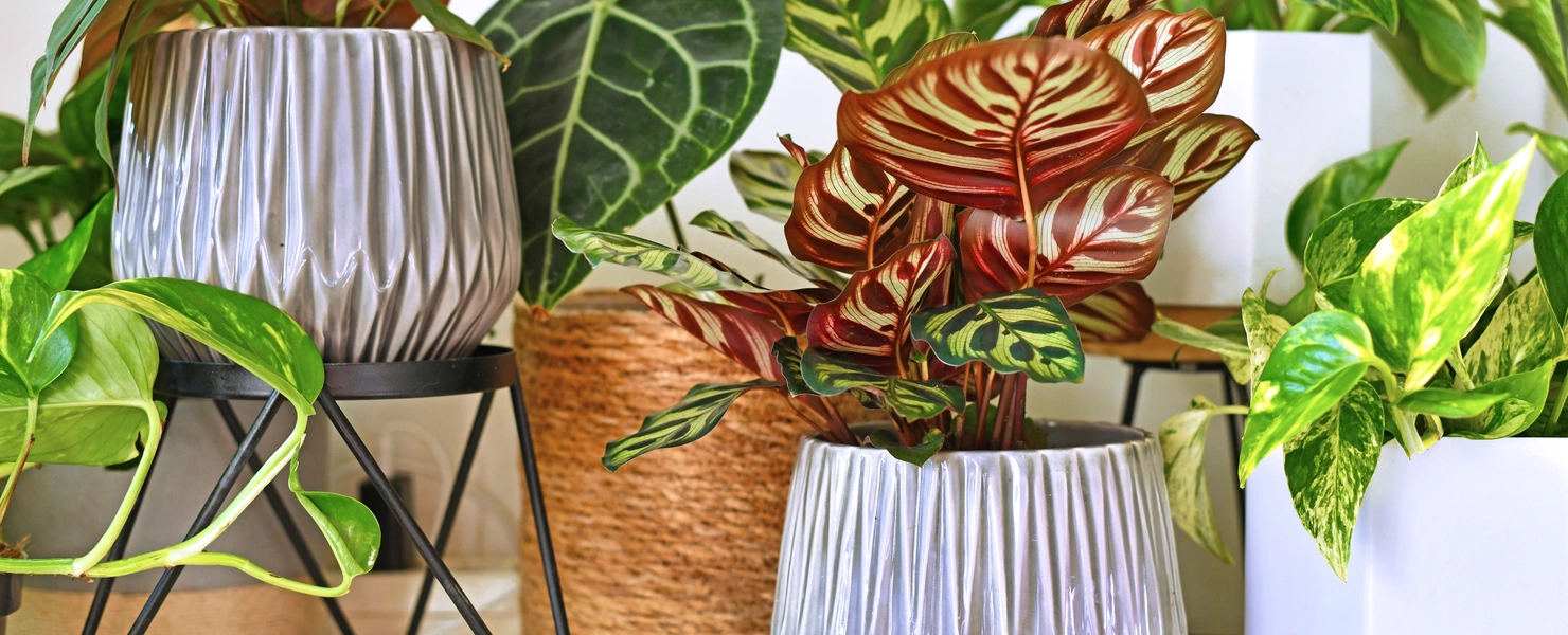 Verschiedene Zimmerpflanzen, darunter eine Korbmaranthe (Calathea) mit rot-grün gemusterten Blättern, in dekorativen Töpfen aufgestellt