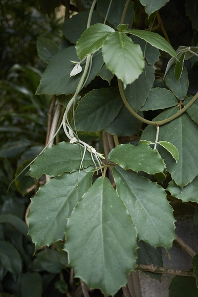 Ranken einer Kap-Jasmin mit großen, grünen Blättern, die sich um eine vertikale Struktur winden