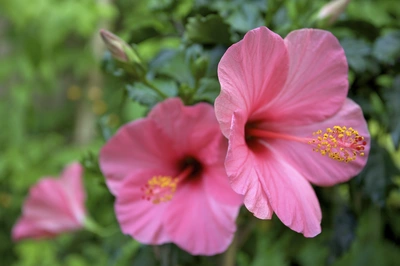 Das Bild zeigt einen Zimmerhibiskus mit großen, leuchtend rosa Blüten und auffälligen gelben Staubgefäßen, umgeben von grünem Blattwerk.