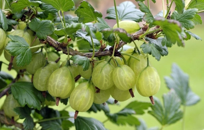 Gelbe Stachelbeeren in Trauben am Strauch, umgeben von grünem Laub.