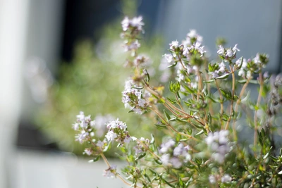 Ein blühender Orangen-Thymian mit kleinen, violett-weißen Blüten und feinen grünen Blättern. Der Hintergrund ist unscharf und zeigt eine helle, städtische Umgebung.