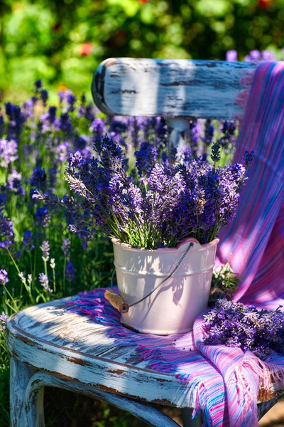 Ein cremefarbener Eimer mit Lavendel auf einem verwitterten Holzstuhl, daneben eine lilafarbene Decke. Im Hintergrund blühender Lavendel, der die sommerliche Gartenszene umrahmt.