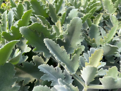 Eine Nahaufnahme von Elefantenohr-Kalanchoe-Blättern, die dicht beieinander wachsen