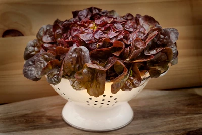Roter Batavia-Salatkopf in einer weißen Schüssel.