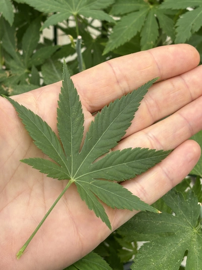 Ein handförmig geteiltes Blatt der Zuckerblatt-Pflanze liegt auf einer geöffneten Hand. Das grüne Blatt hat sieben spitz zulaufende Segmente mit feinen Blattadern. Im Hintergrund sind weitere Blätter der Pflanze zu sehen.