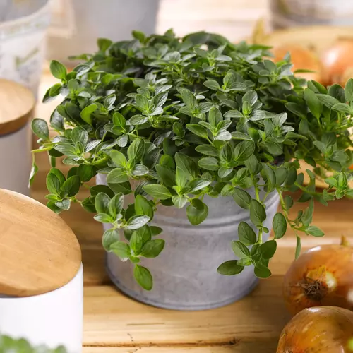 Kleine Oregano-Pflanze in einem grauen Topf, arrangiert auf einem Holztisch. Umgeben von frischen Kräutern, Zwiebeln und dekorativen Gefäßen in einer hellen, natürlichen Küchenszene mit rustikalem Charme