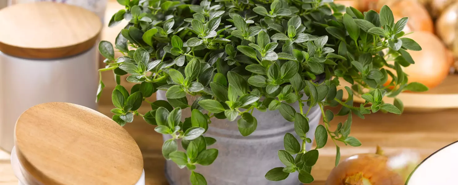 Kleine Oregano-Pflanze in einem grauen Topf, arrangiert auf einem Holztisch. Umgeben von frischen Kräutern, Zwiebeln und dekorativen Gefäßen in einer hellen, natürlichen Küchenszene mit rustikalem Charme
