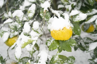 Gelbe Yuzu-Frucht mit Schnee bedeckt am Baum.