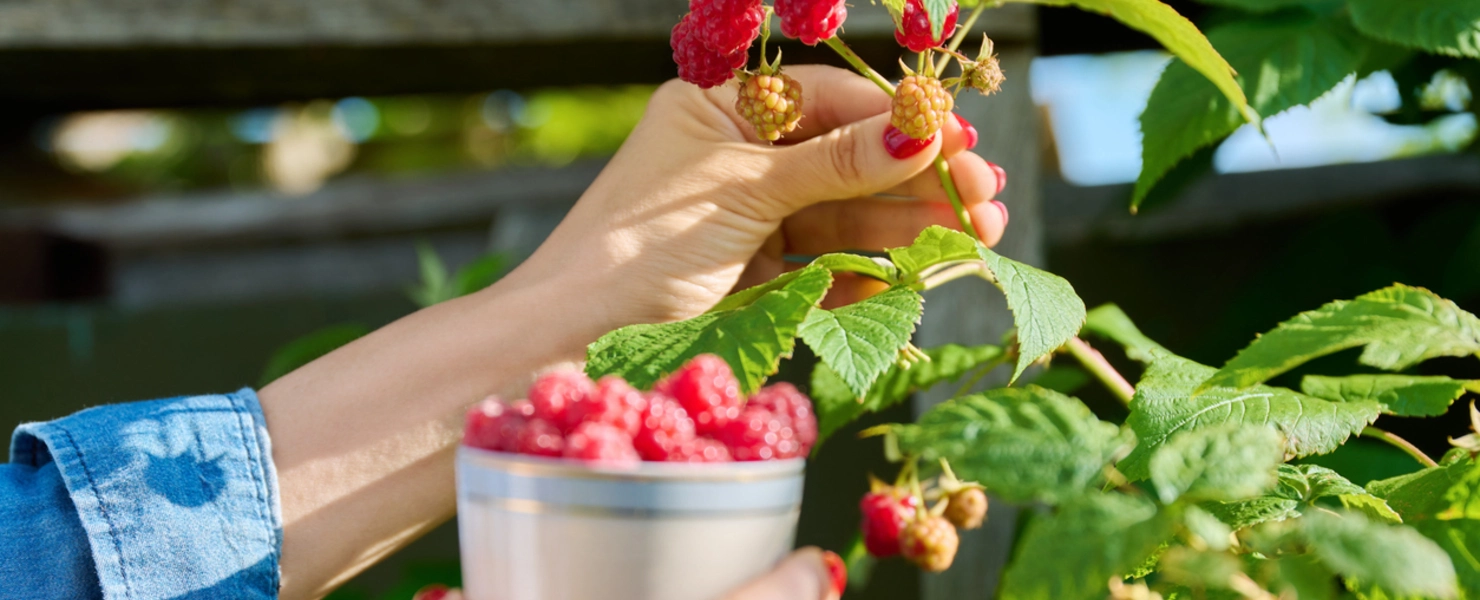 Eine Person erntet Himbeeren und hält eine Tasse voller frisch gepflückter Früchte.
