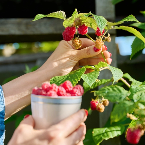 Eine Person erntet Himbeeren und hält eine Tasse voller frisch gepflückter Früchte.