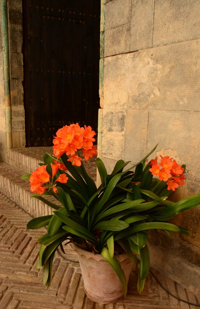 Klivie in einem Tontopf mit orangefarbenen Blüten, vor einer steinernen Wand