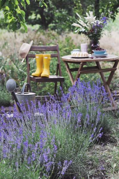 Ein blühendes Lavendelfeld mit einem kleinen Gartensitzplatz. Ein Holzstuhl mit gelben Gummistiefeln und einem Strohhut steht neben einem Klapptisch mit Blumenstrauß, Tasse und Teller. Eine Gießkanne lehnt an der Sitzgruppe, im Hintergrund grünes Gebüsch.