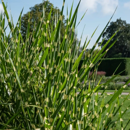 Nahaufnahme von Zebragrasblättern mit Querstreifen