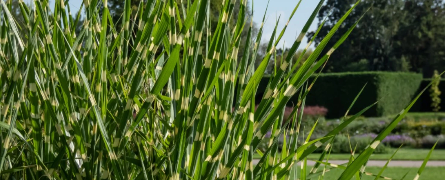 Nahaufnahme von Zebragrasblättern mit Querstreifen