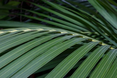Nahaufnahme eines Palmwedels der Kentia-Palme mit klarer Blattstruktur in sattem Grün.