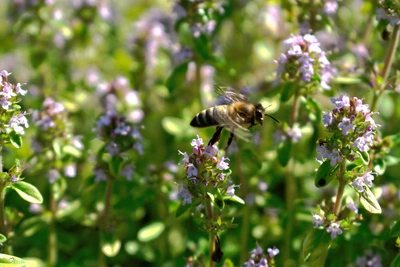 Eine Biene fliegt über blühenden Oregano mit kleinen violetten Blüten in einem sonnigen Garten. Der Hintergrund ist grün und zeigt eine Fülle von Oreganopflanzen.