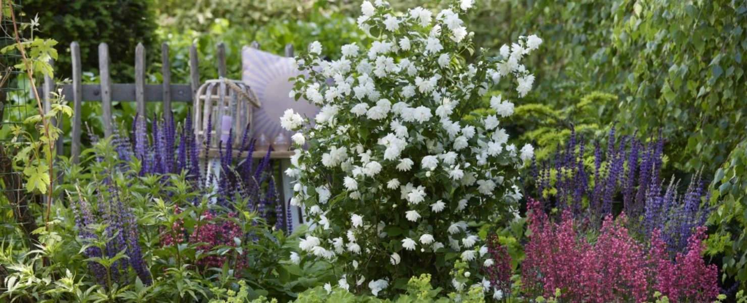Gartenjasmin Philadelphus ‘Pearls of Perfume’ als reich blühender Strauch in einem bunt bepflanzten Gartenbeet.