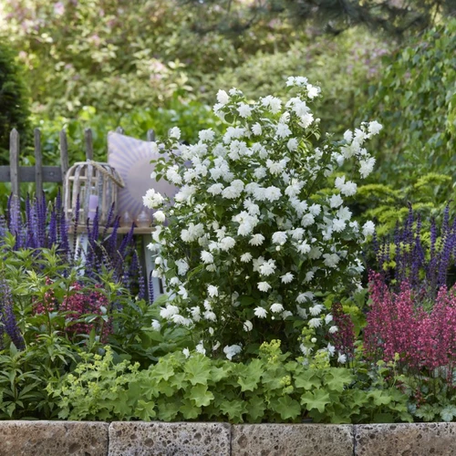 Gartenjasmin Philadelphus ‘Pearls of Perfume’ als reich blühender Strauch in einem bunt bepflanzten Gartenbeet.