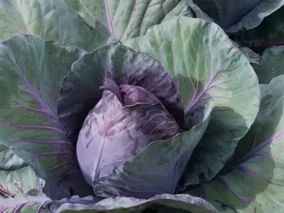 Violett-grüner Spitzkohl wächst im Beet.
