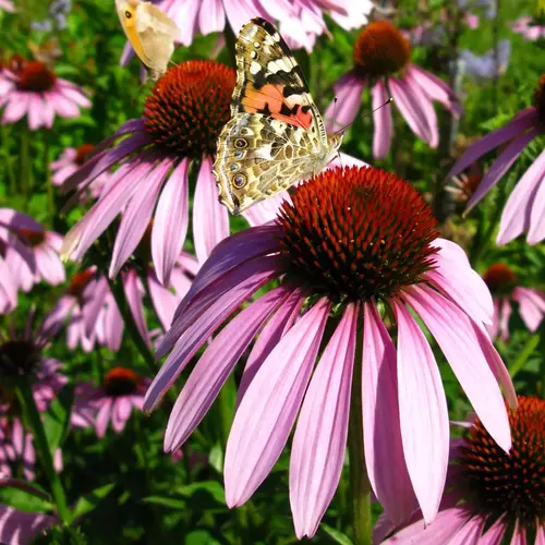 Das Bild zeigt mehrere Blüten des Arznei-Sonnenhuts (Echinacea), die in kräftigem Pink erblühen. Auf den Blüten ist ein Schmetterling zu sehen, der sich auf einer der Blüten niederlässt, während im Hintergrund weitere Pflanzen sichtbar sind.